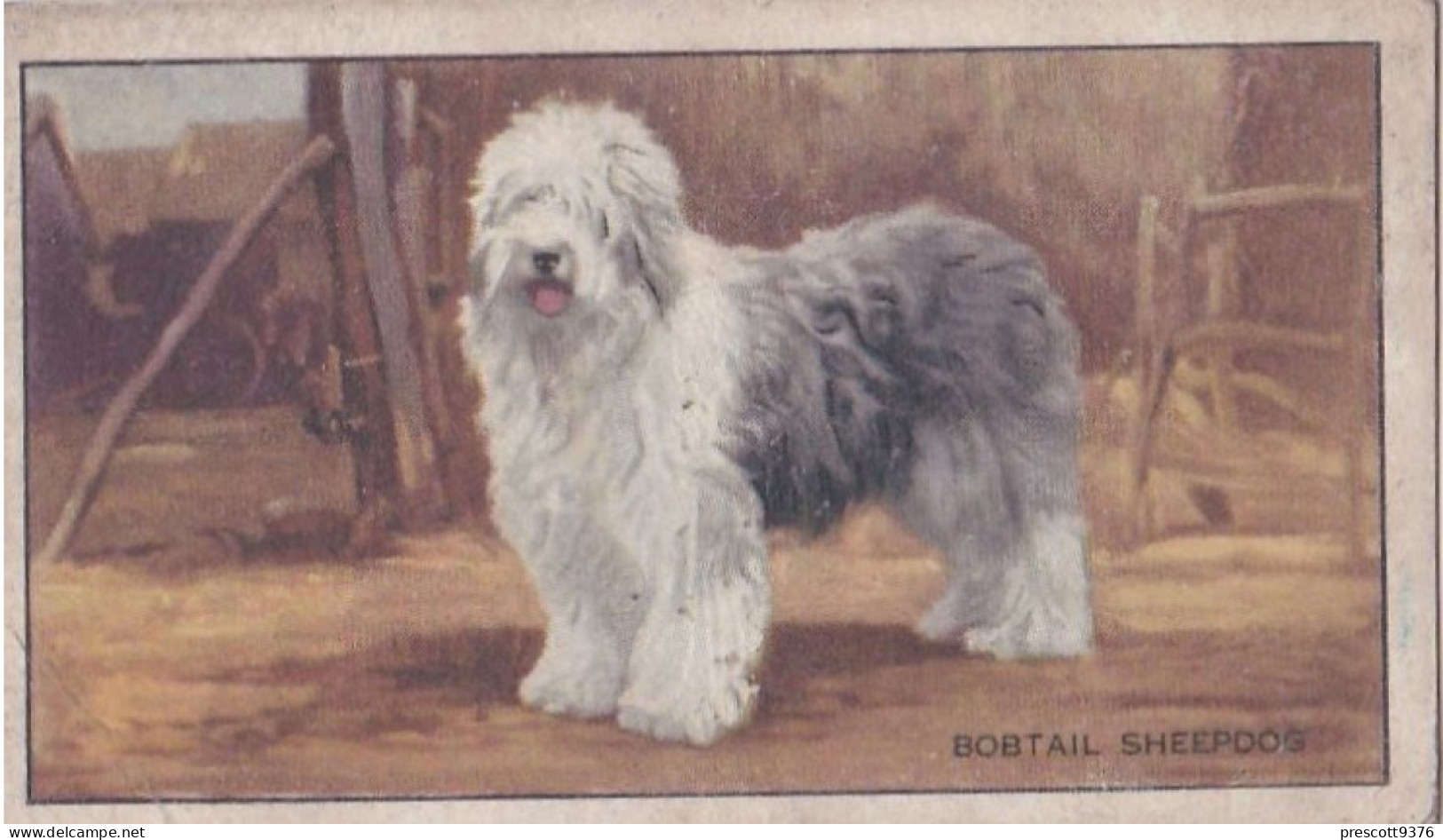 Dogs 1935  - Old English Sheepdog  - Gallaher Cigarette Card - Original - Sport - Gallaher