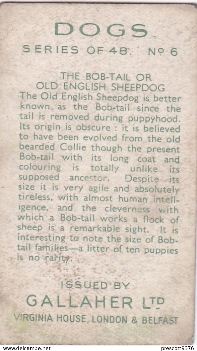 Dogs 1935  - Old English Sheepdog  - Gallaher Cigarette Card - Original - Sport - Gallaher