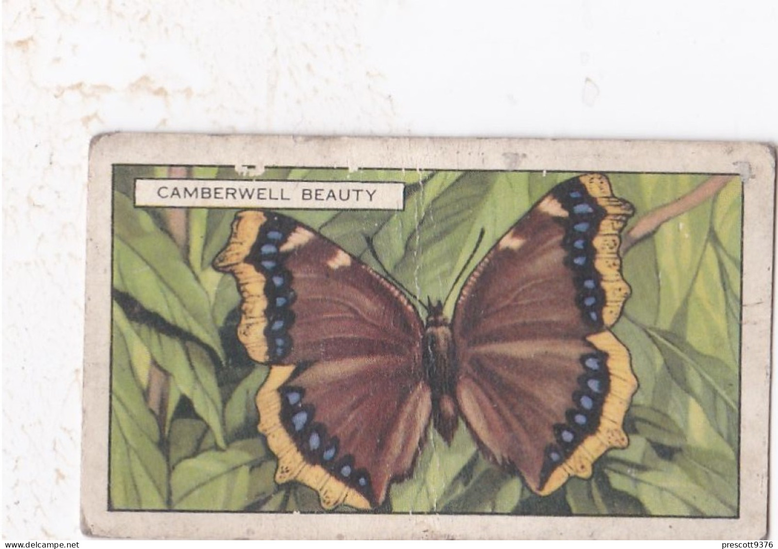 Butterflies 1935  - 17 Camberwell Beauty  - Gallaher Cigarette Card - Original - - Gallaher