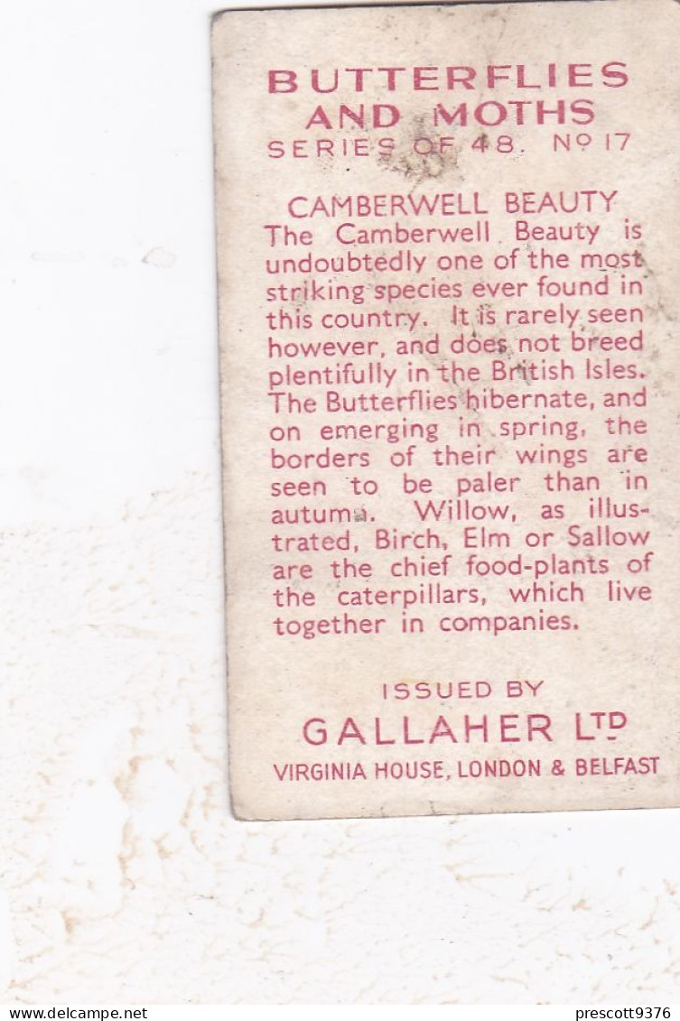 Butterflies 1935  - 17 Camberwell Beauty  - Gallaher Cigarette Card - Original - - Gallaher