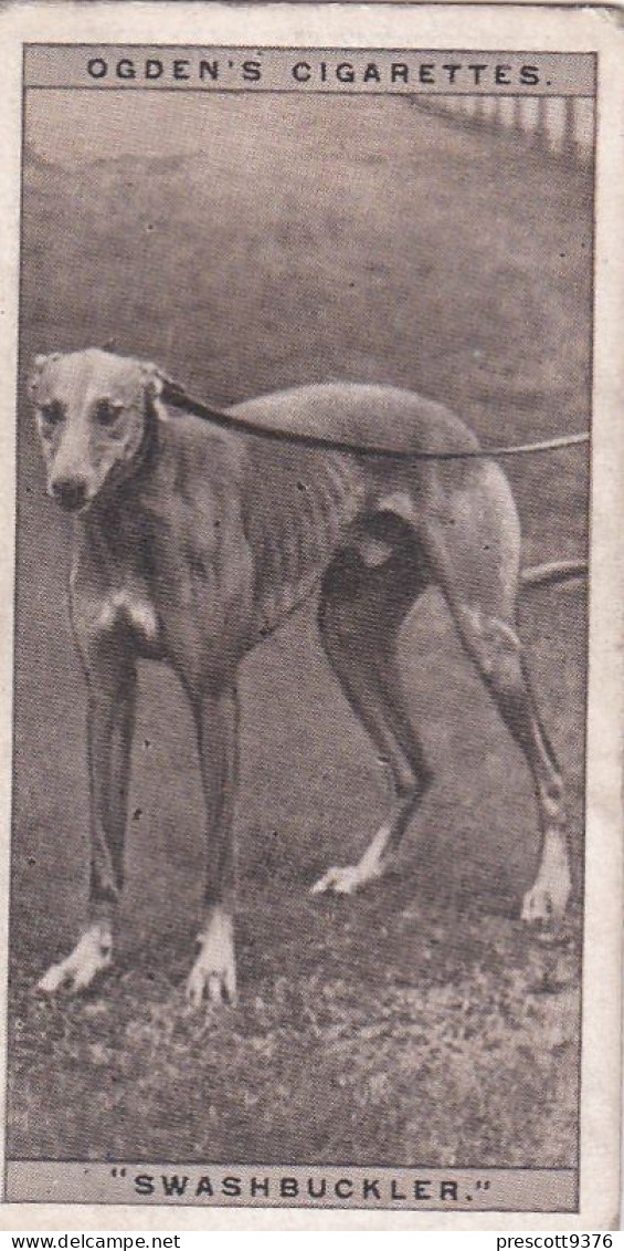 Grehound Racing 1928 - 18 Swashbuckler - Ogdens Cigarette Card - Phillips / BDV