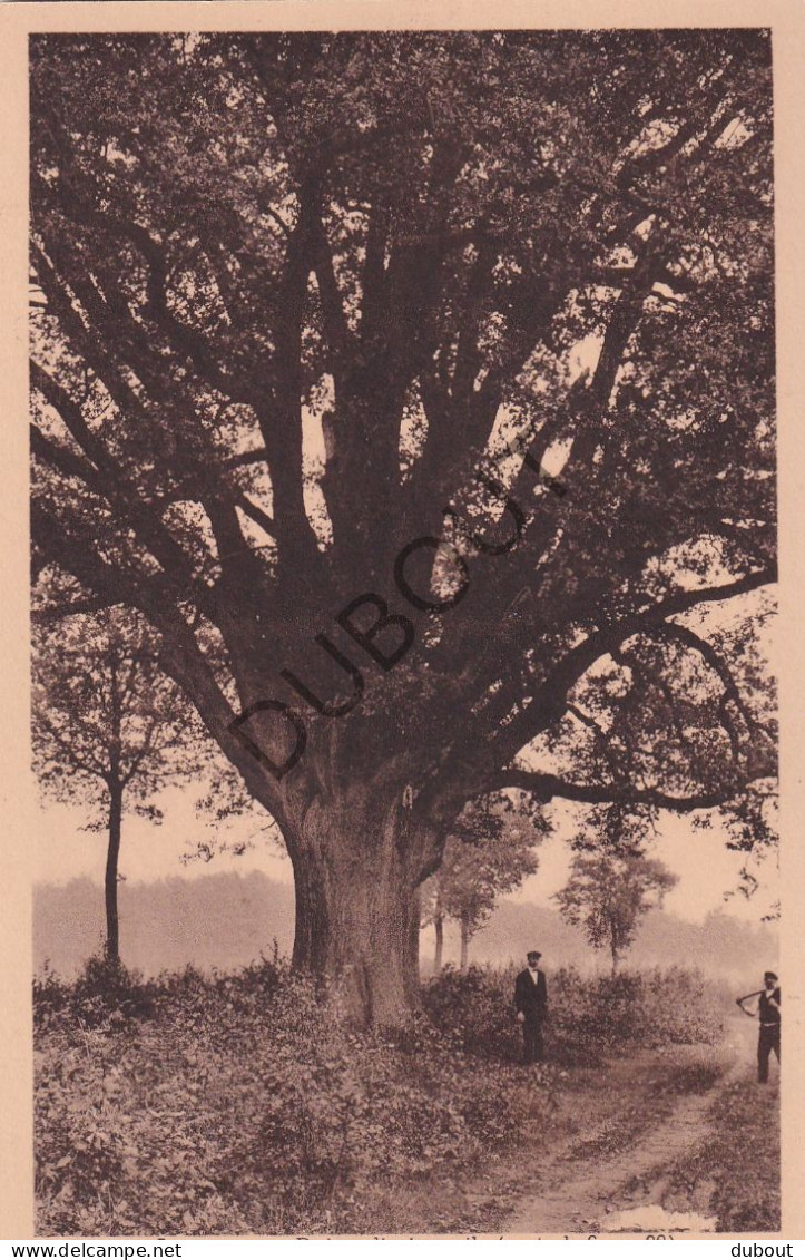 Postkaart/Carte Postale - Lummen  - Duizendjarige Eik (C3934) - Lummen