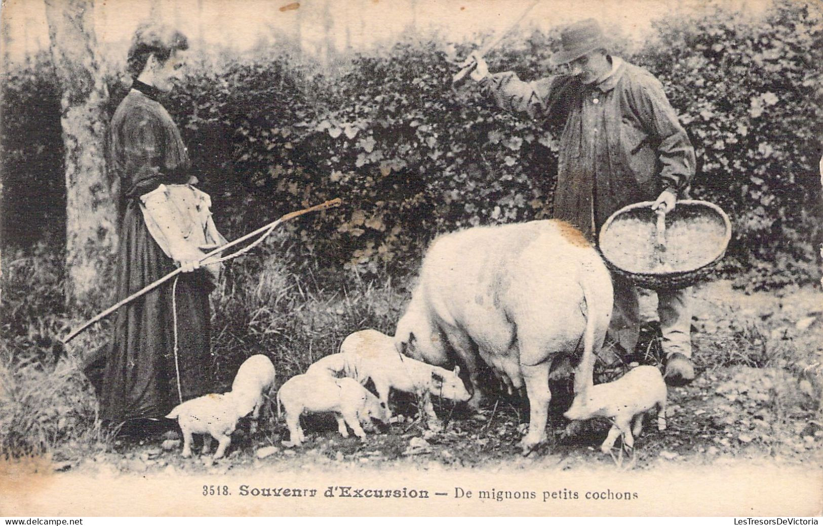 FOLKLORE - SOUVENIR D'excursion - De Mignons Petits Cochons - Fermiers - Carte Postale Ancienne - Trachten