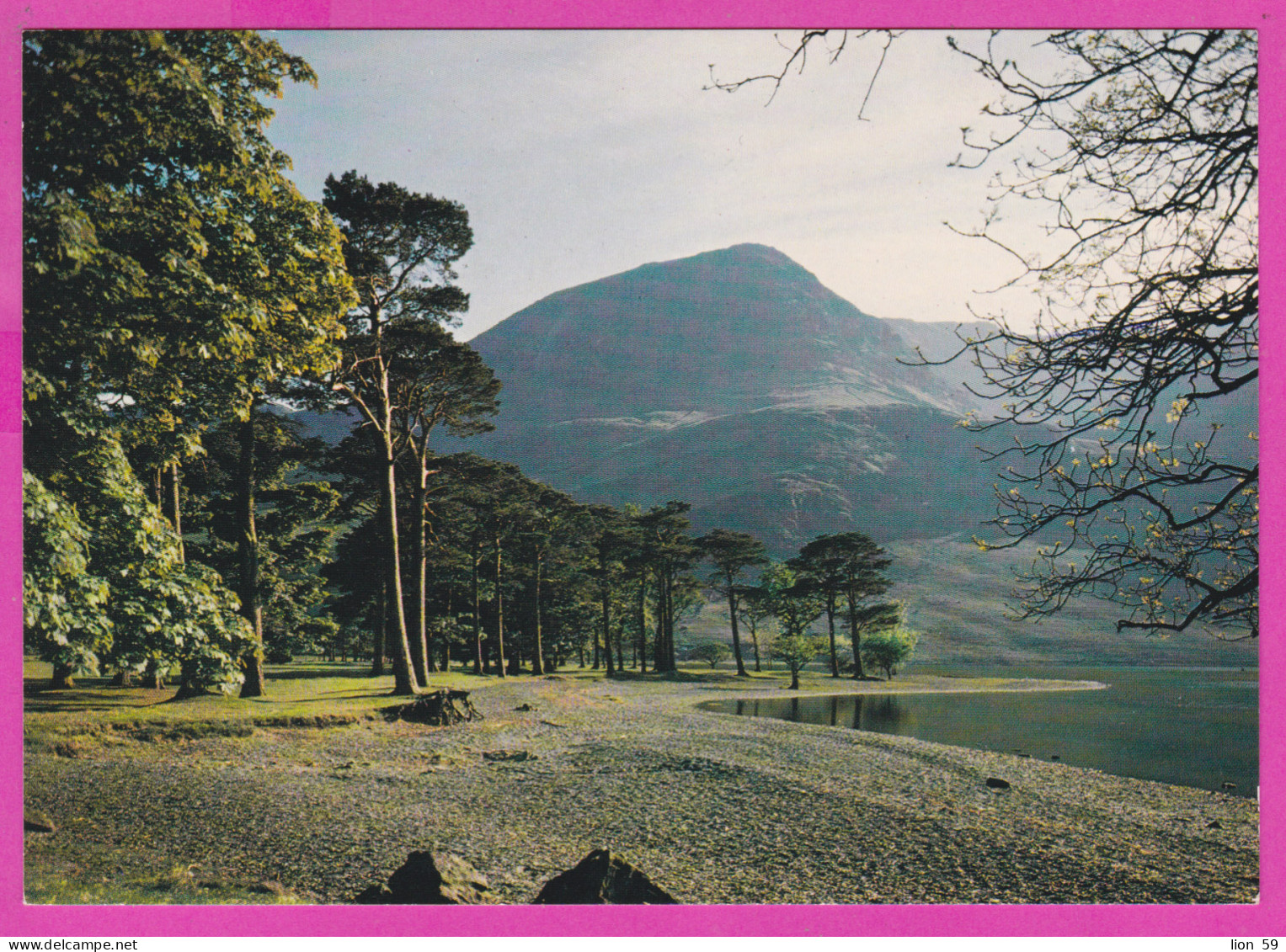 291195 / United Kingdom England  - Buttermere Pines , Cumbria Are Lakelan's Most Famous Trees Lake Mountain Nature PC  - Buttermere