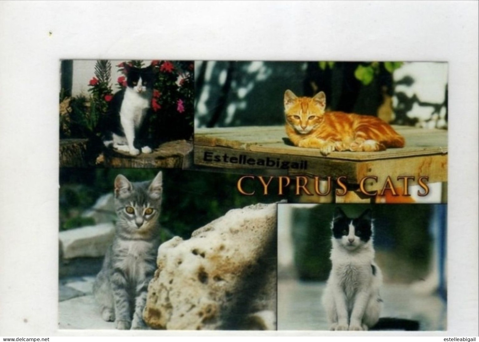 G*   Cyprus Cat - Chypre