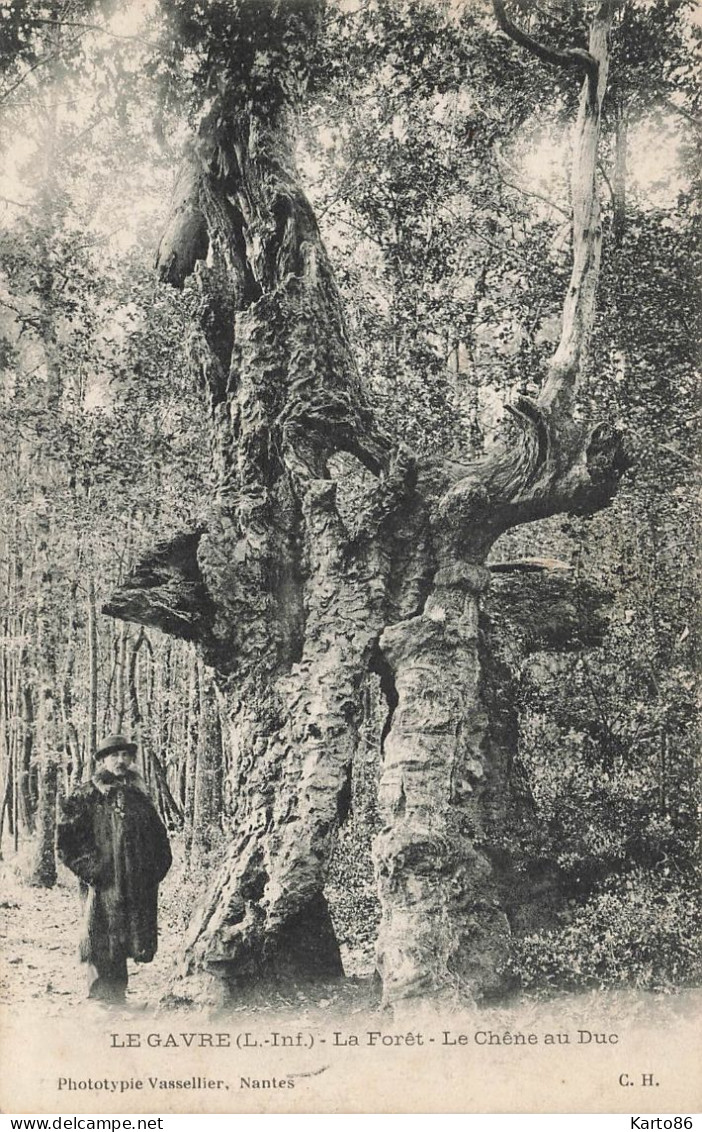 Le Gavre * La Forêt * Le Chêne Au Duc * Arbre Tree - Le Gavre