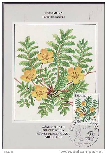 ISLANDE CARTE MAXIMUM NUM YVERT  566 FLEURS POTENTILLE - Cartoline Maximum