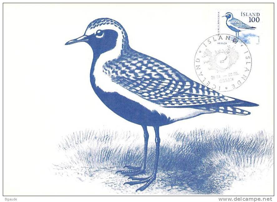 ISLANDE CARTE MAXIMUM NUM YVERT  521 FAUNE OISEAUX PROTECTION DE LA NATURE - Maximum Cards