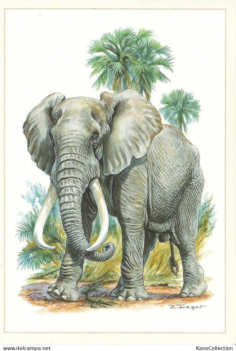 Afrikanischer Elefant, Illustration Reiner Zieger, Nicht Gelaufen - Éléphants