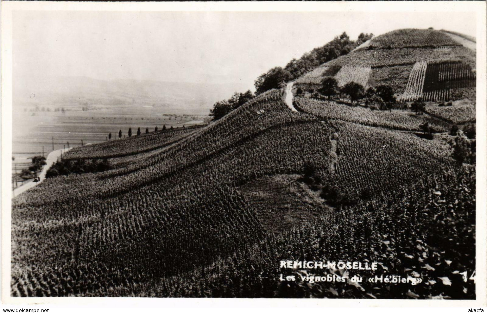 CPA AK Remich-Moselle Les Vignobles Du He'bierg LUXEMBURG (803521) - Remich