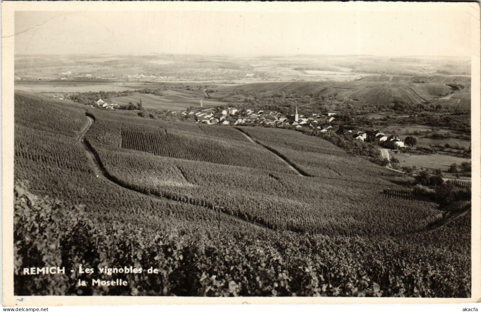 CPA AK Remich Les Vignobles De La Moselle LUXEMBURG (803523) - Remich