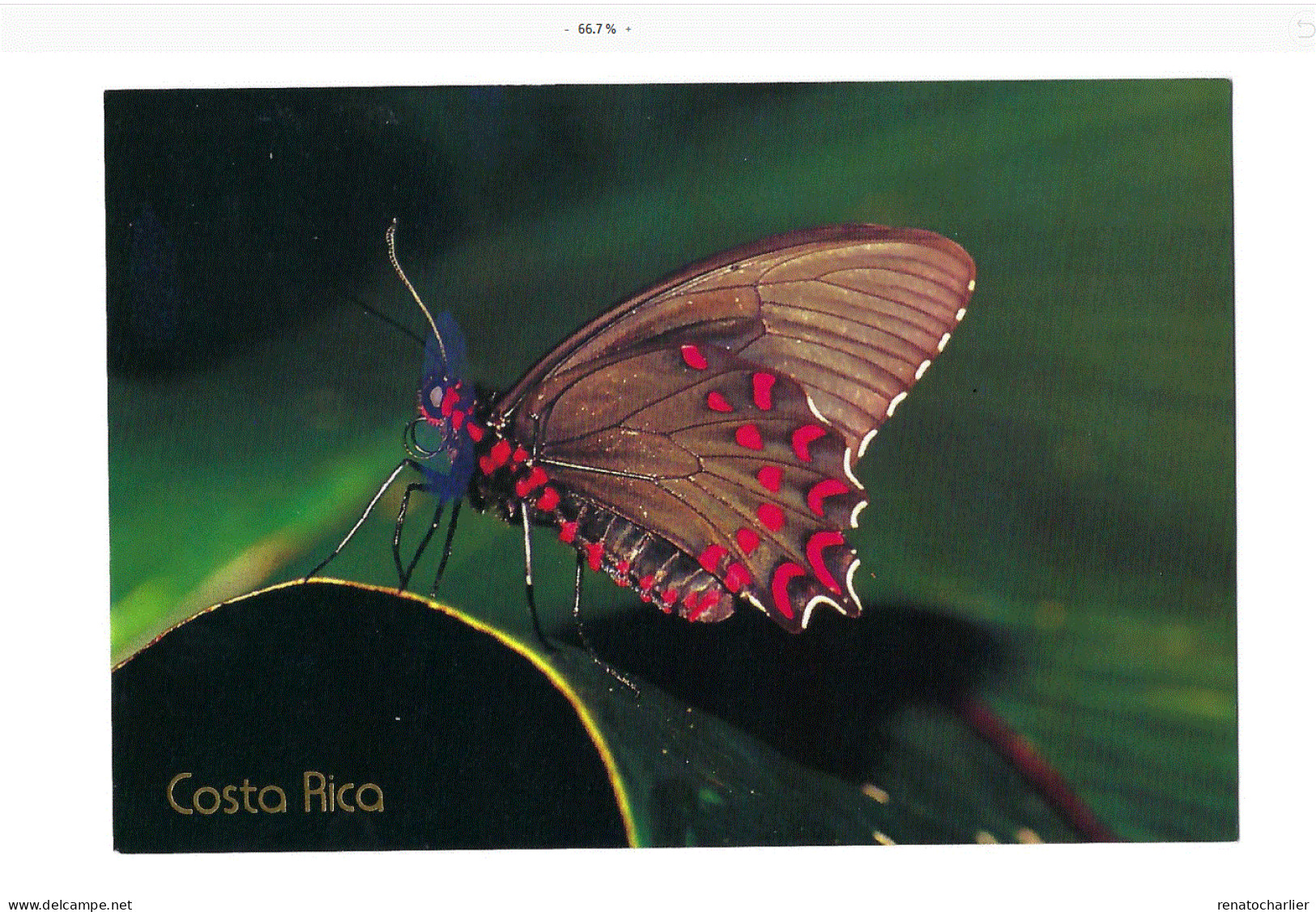 Mariposa.Butterfly. - Costa Rica