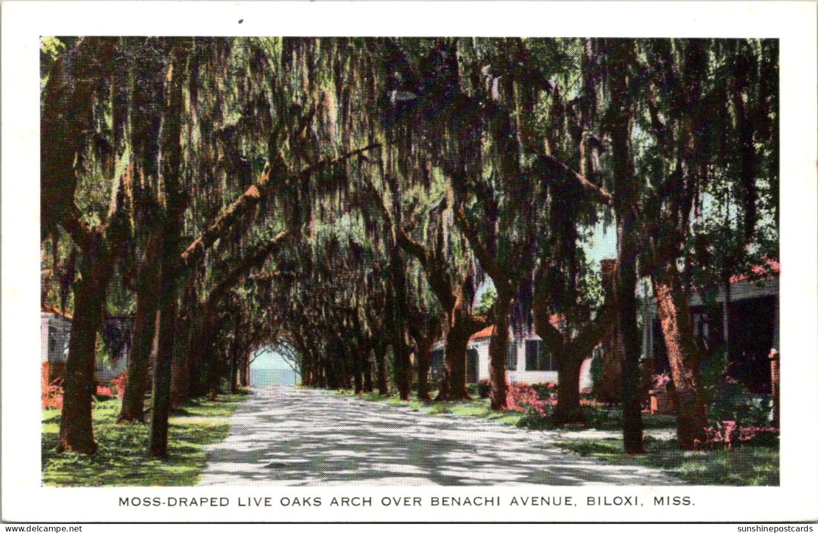 Mississippi Biloxi Moss Draped Oaks Arch Over Benachi Avenue - Autres & Non Classés