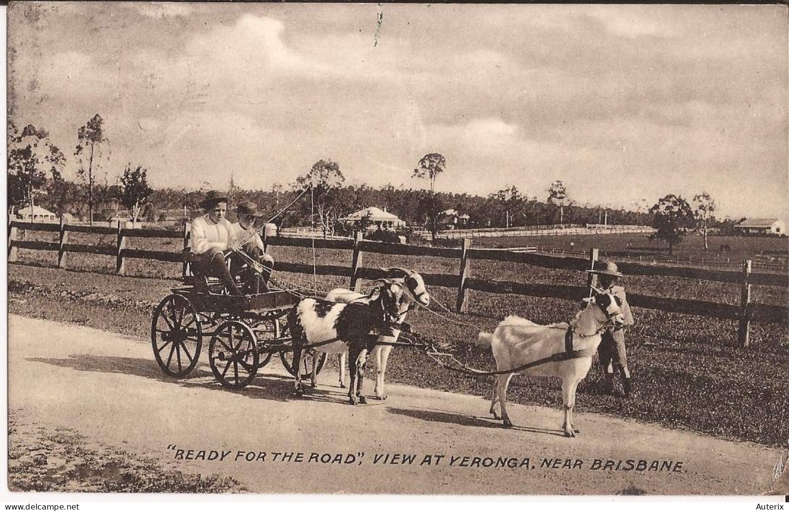 Australie - Ready For The Road, View At Veronga , Near Brisbane Goat Cart - Brisbane