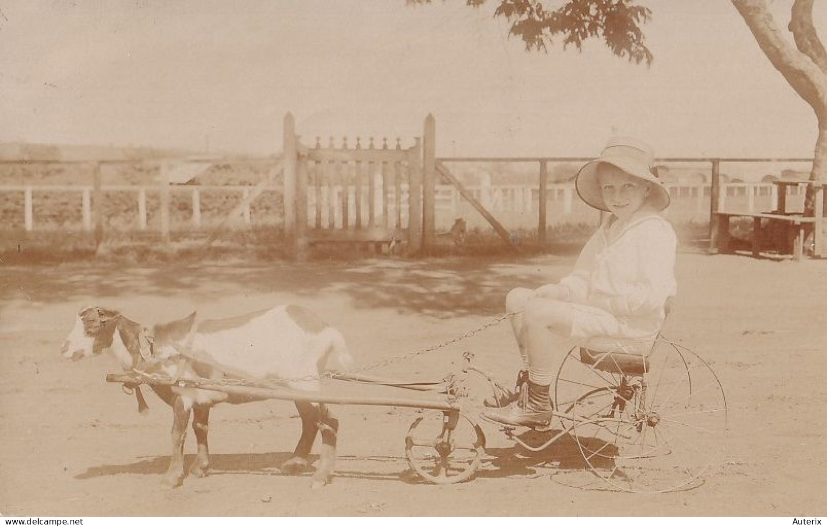 Brésil - Carte Photo - Postée De Sao Paulo Goat Cart - São Paulo