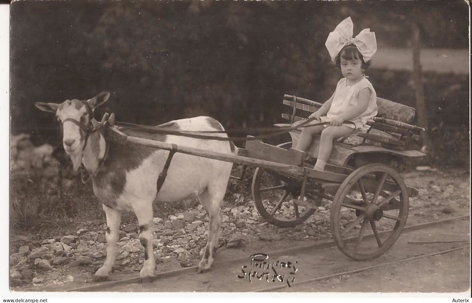 Brésil - Rio De Janeiro 1927 (photo)  Goat Cart - Rio De Janeiro