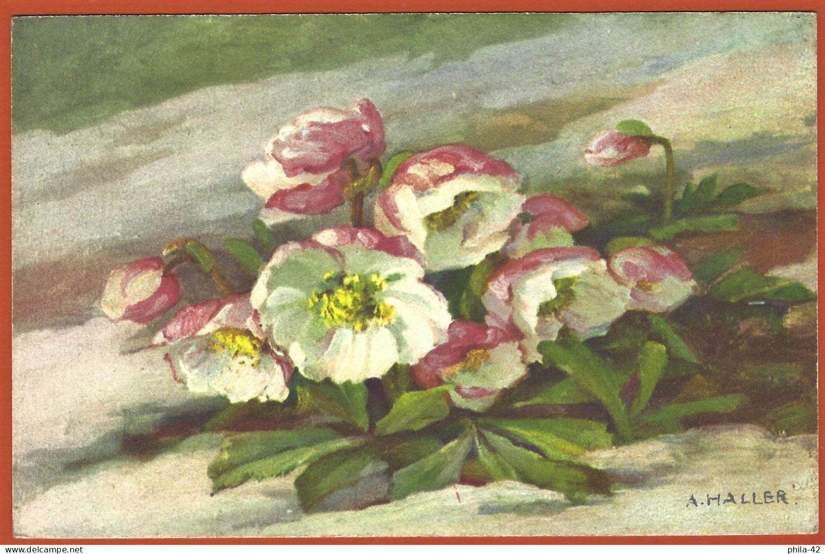 Peinture De Anna Haller : Fleurs - Carte Non Utilisée - Haller, A.