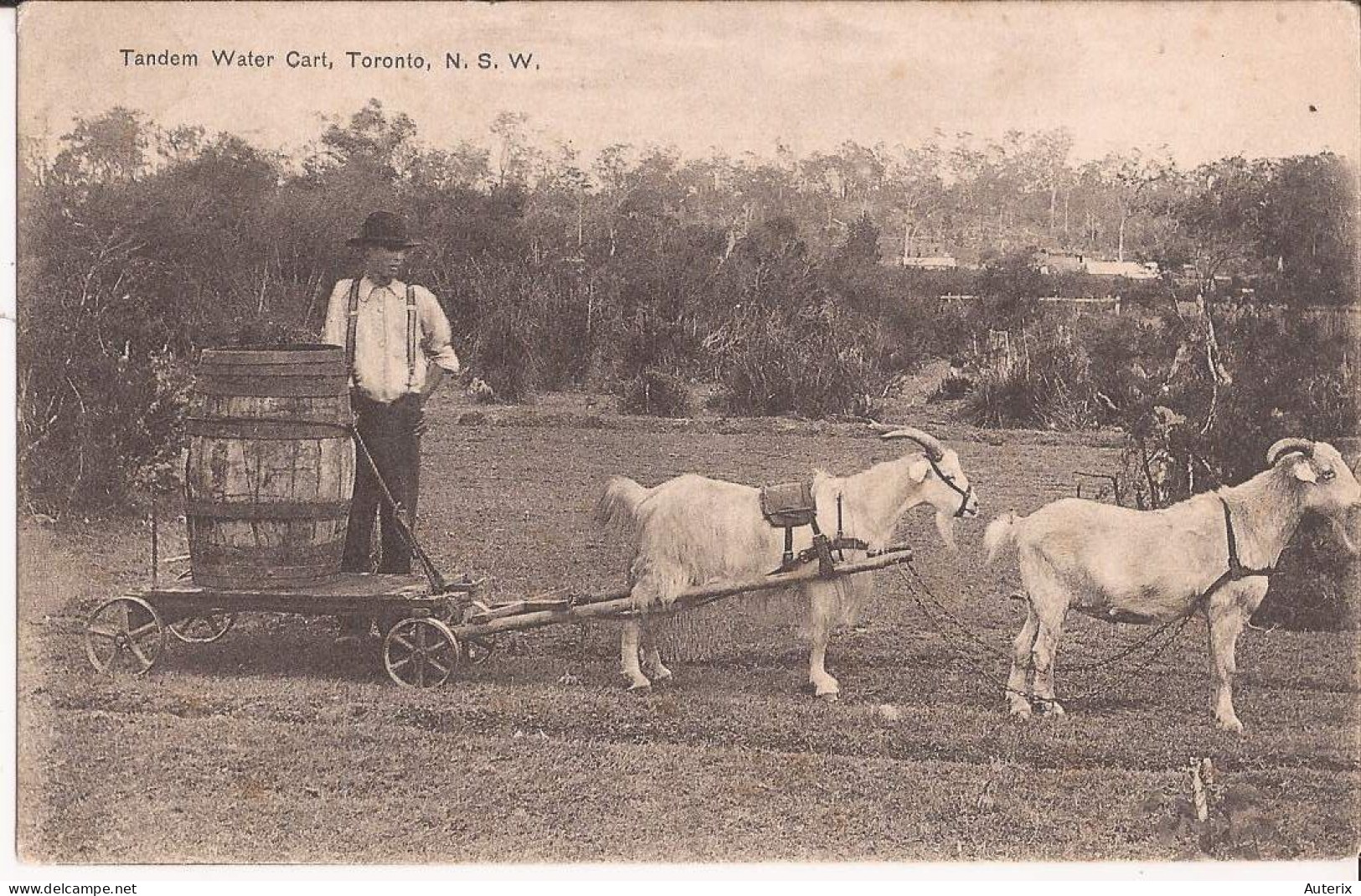 Canada - Toronto - Tandem Water Cart Goat Cart - Toronto