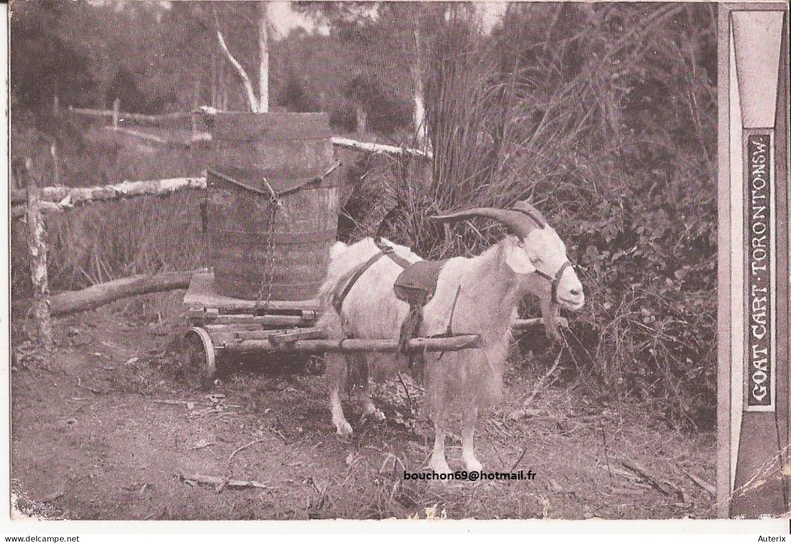 Canada - Toronto - Cart Goat Cart - Toronto