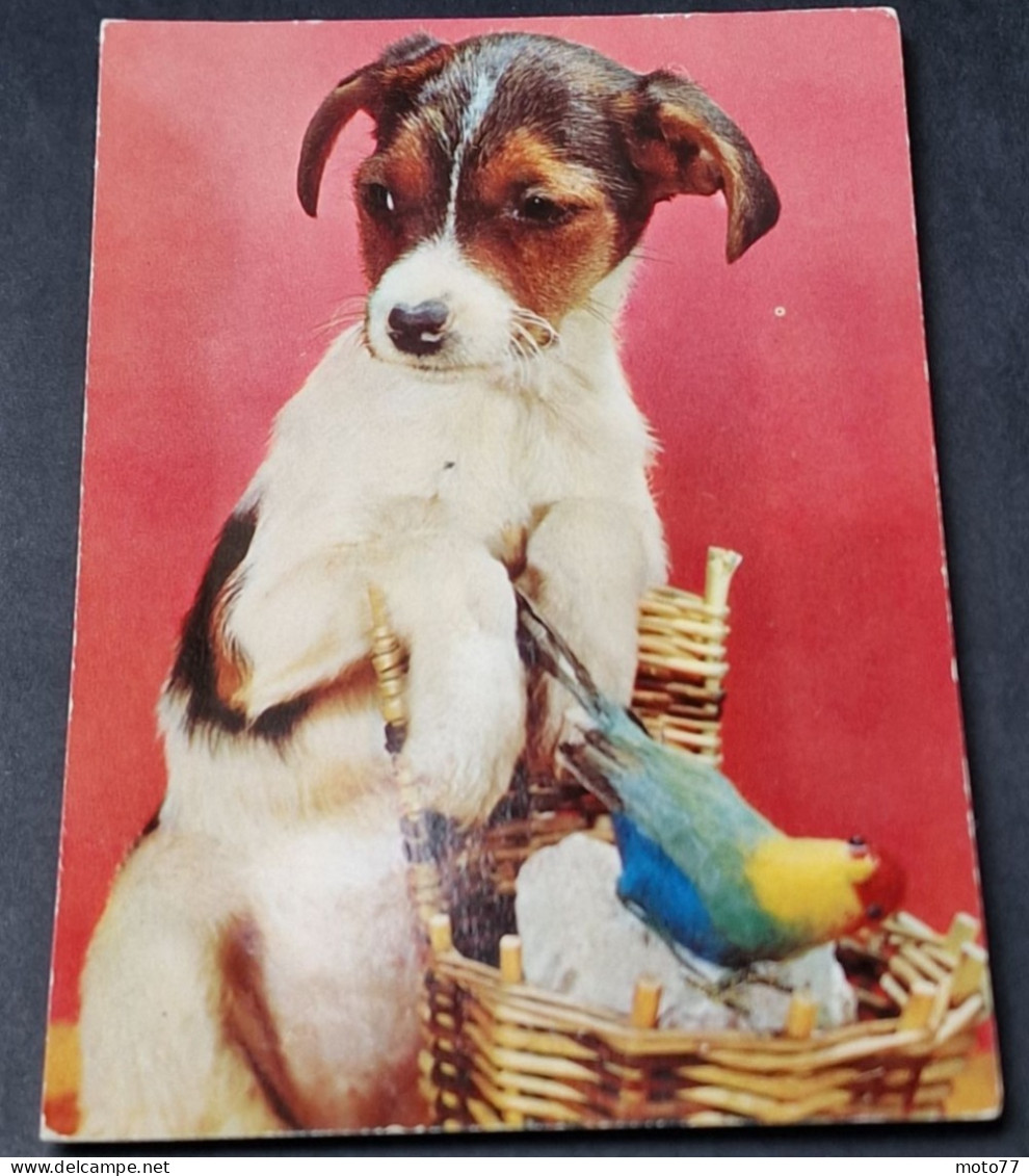 CP Carte Postale à SYSTÈME - MUSICALE - CHIEN Et Oiseau - Vers 1966 - A Systèmes