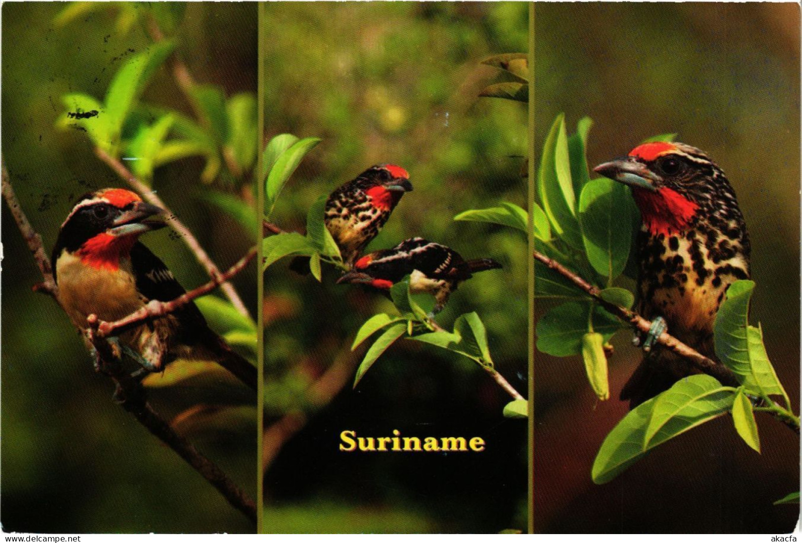 CPM SURINAME-Papayafowru, Zwarte Baardvogel-Capito Niger (330300) - Surinam