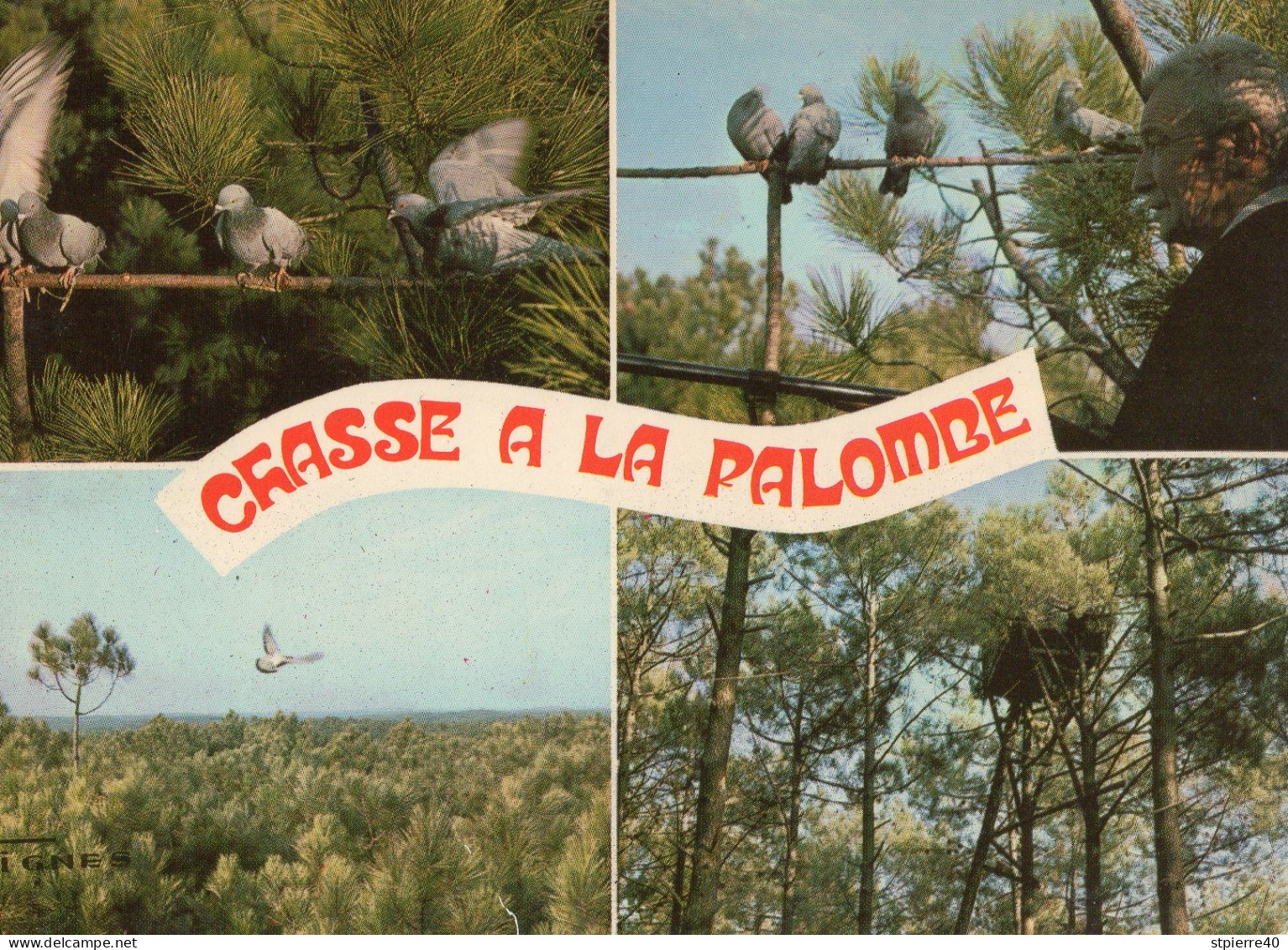 Visage Des Landes - Chasse à La Palombe Sur Les Hautes Cimes Des Pins - Chasse