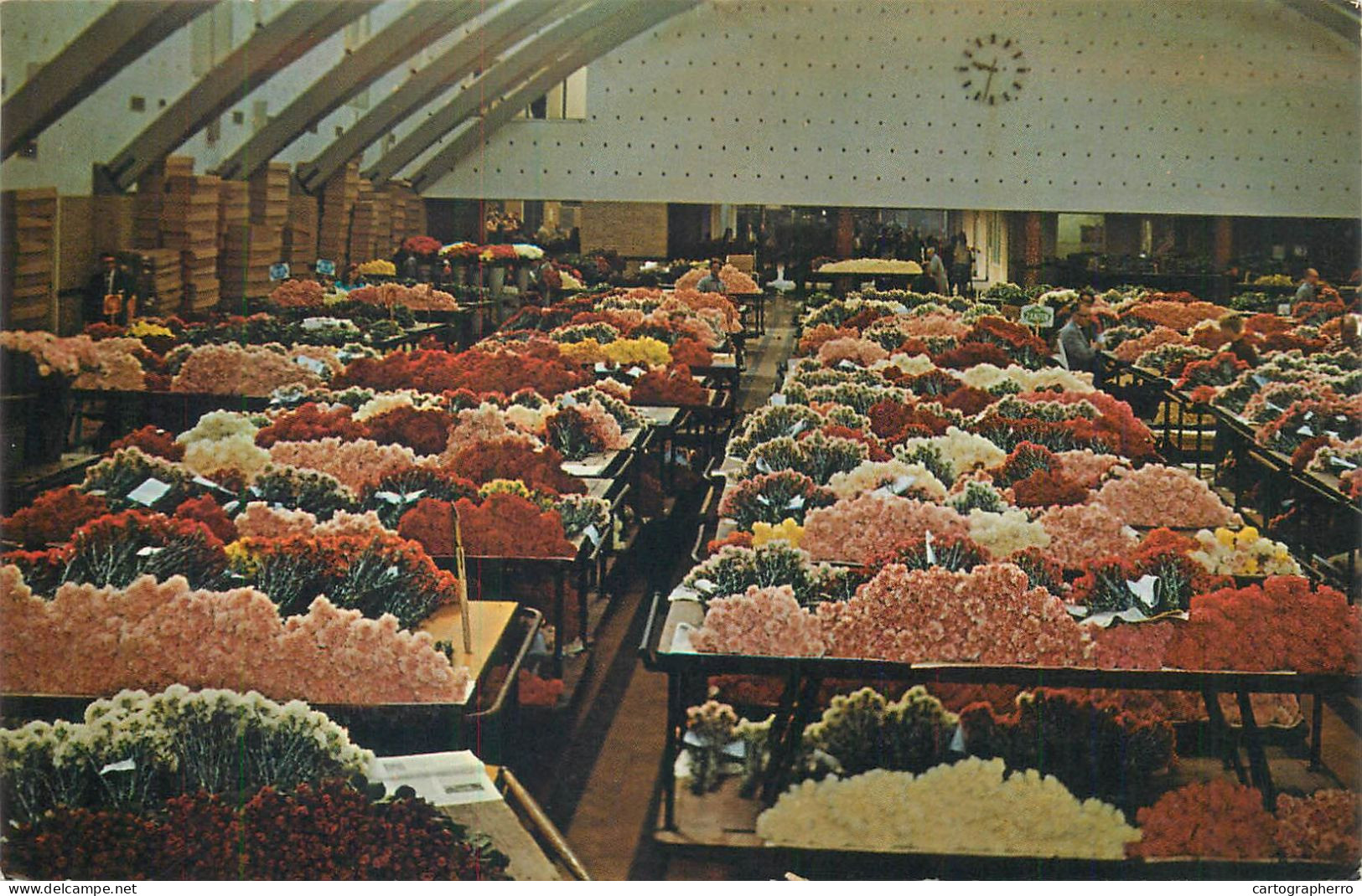 Netherlands Aalsmer Auction Hall Cut Flowers - Aalsmeer