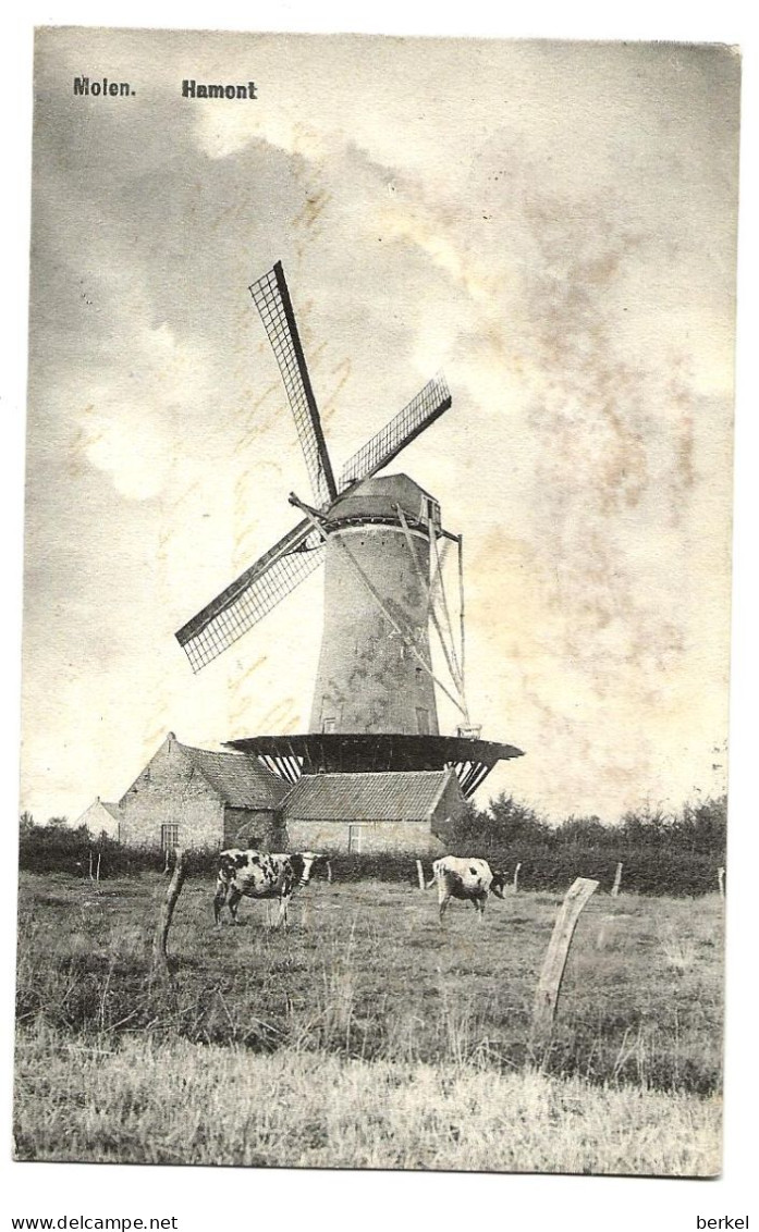 HAMONT MOLEN   MET  KOEIEN STEMPEL 1908 NAAR NL Ref 343 D1 - Hamont-Achel