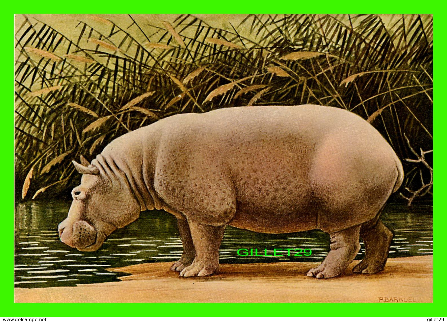 HIPPOPOTAMUS, FLUSSPFERD, HIPPOPOTAME - HIPPOPOTAMUS AMPHIBIUS - MAMMIFÈRES, ONGULÉS - P BARRUEL - N. BOUBÉE ET CIE - - Ippopotami