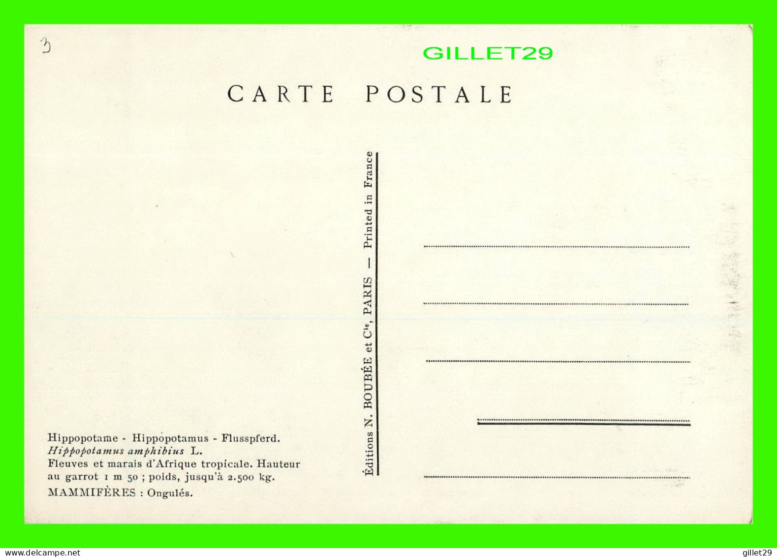 HIPPOPOTAMUS, FLUSSPFERD, HIPPOPOTAME - HIPPOPOTAMUS AMPHIBIUS - MAMMIFÈRES, ONGULÉS - P BARRUEL - N. BOUBÉE ET CIE - - Hippopotamuses