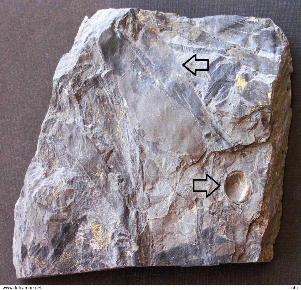 Fossiles Cordaites Principalis + Graine Plante Du Carbonifère Carboniferous Plant - Fossils