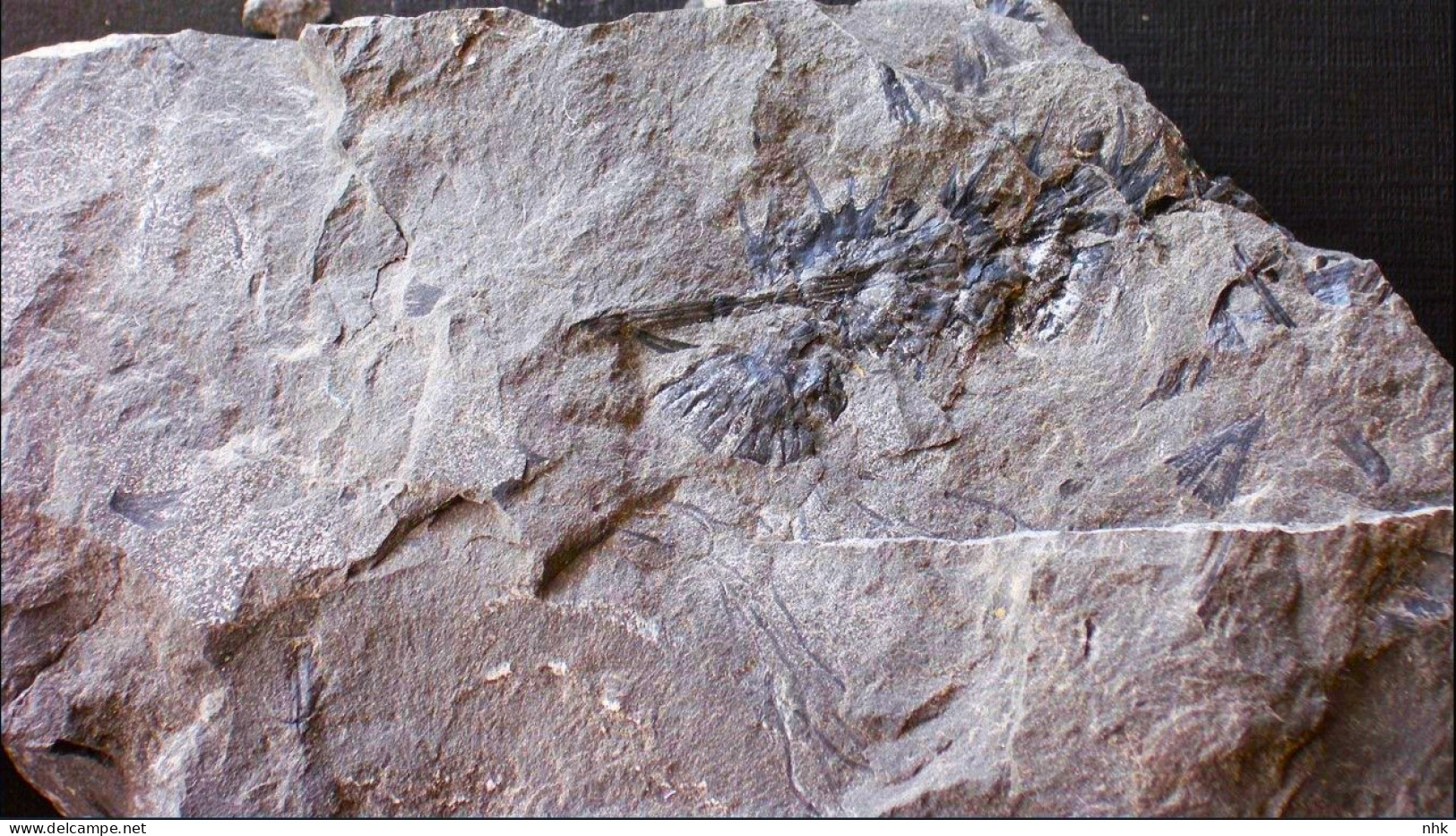 Fossiles Cingularia Typica Plante Du Carbonifère Carboniferous Plant - Fósiles