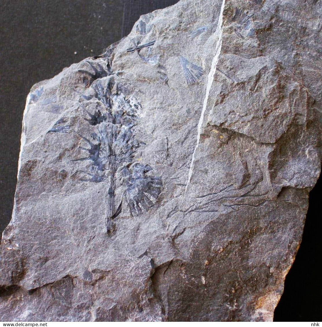 Fossiles Cingularia Typica Plante Du Carbonifère Carboniferous Plant - Fossilien