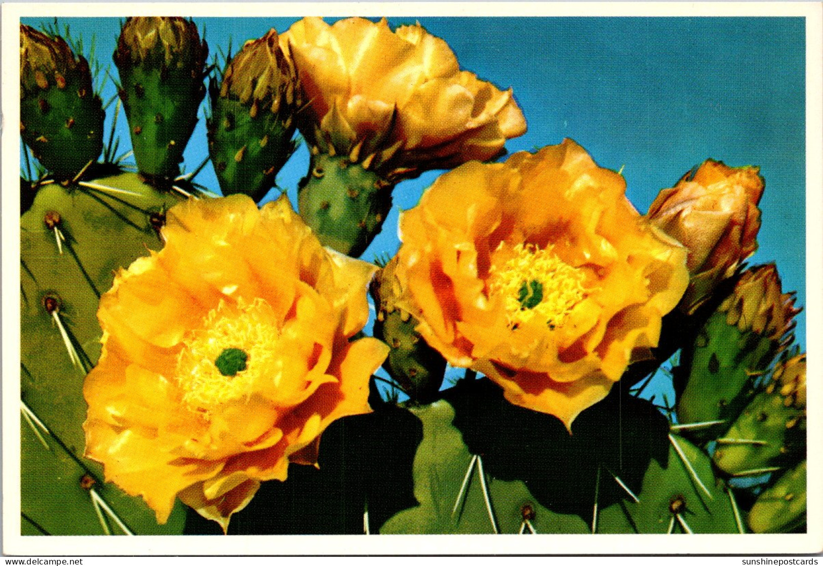 Prickly Pear Cactus Blossoms - Cactusses