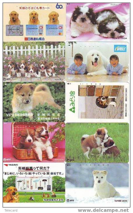 100 Telecartes  Dogs - Chiens - Hunde - Honden - Perros  (10) - Dogs