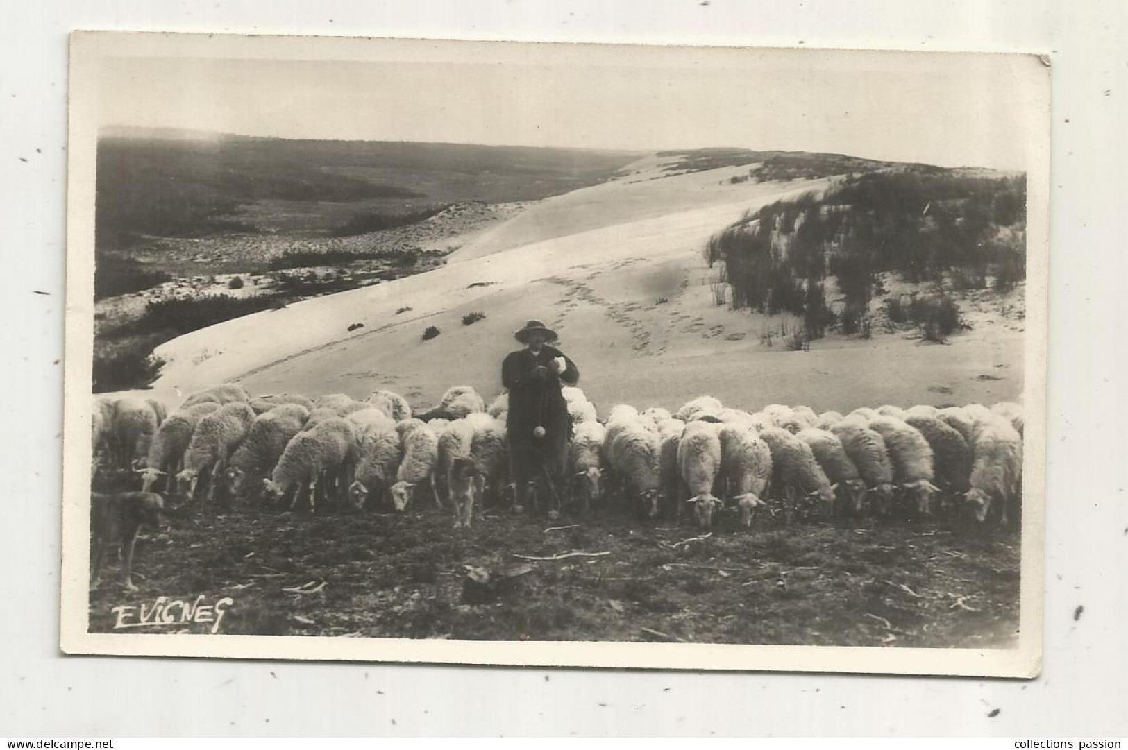 JC, Cp, Agriculture , élevage, MOUTONS Sur Les Dunes , Au Soleil Des LANDES , Ed. E. Vignes - Elevage