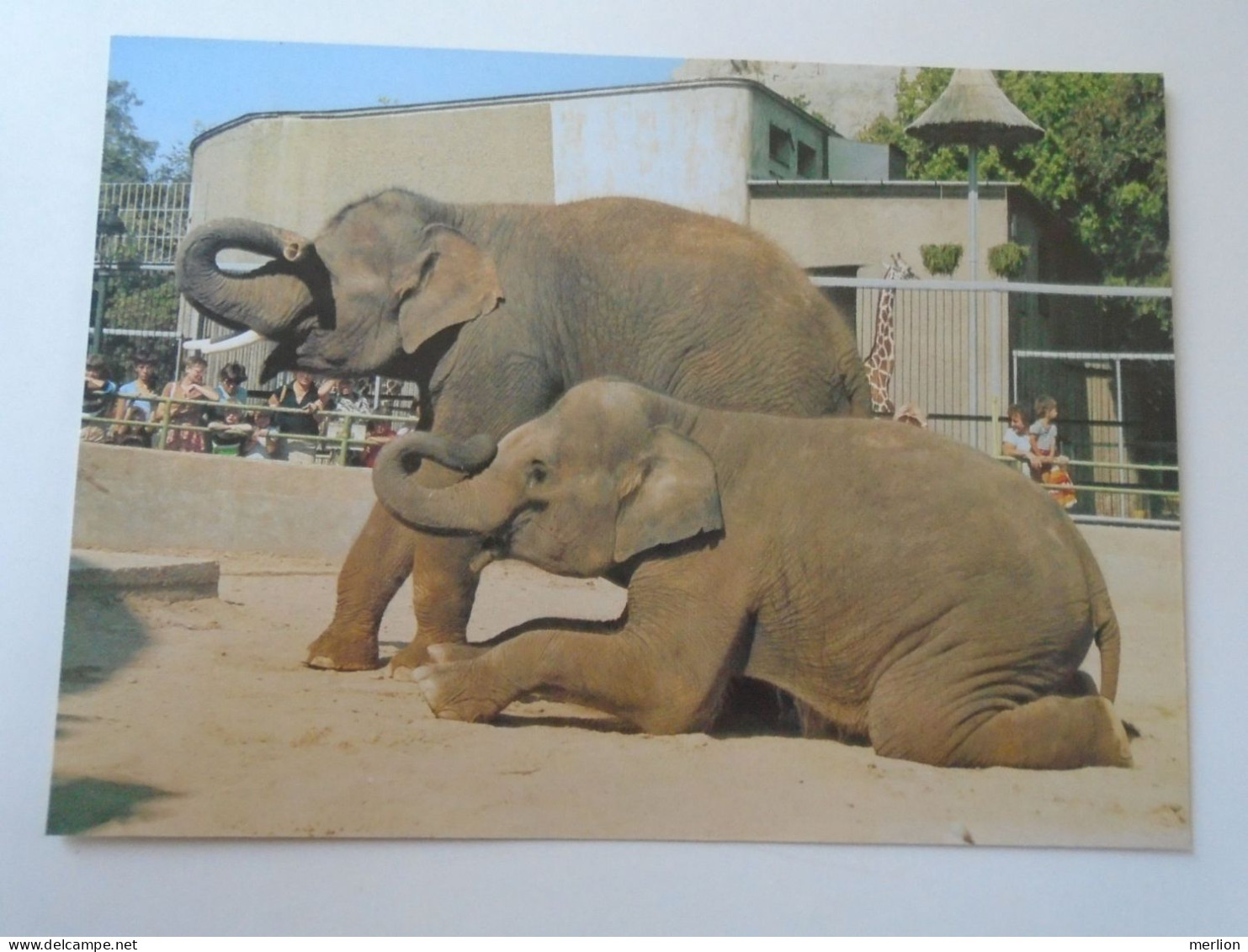 ZA441.5  CPM AK  - Indian Elephant  -1986 Hungarian Postcard - Éléphants