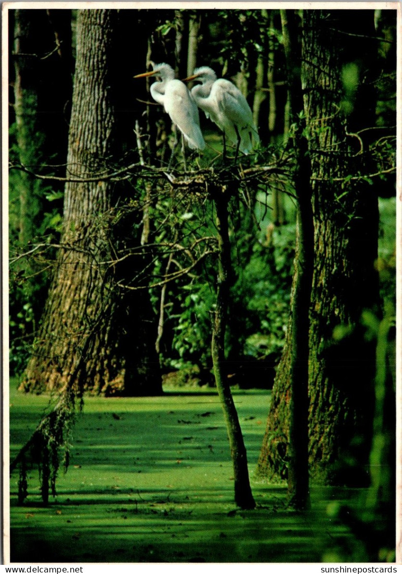 South Carolina Hilton Head Island Six Week Old Egrets In Their Nest 1994 - Hilton Head