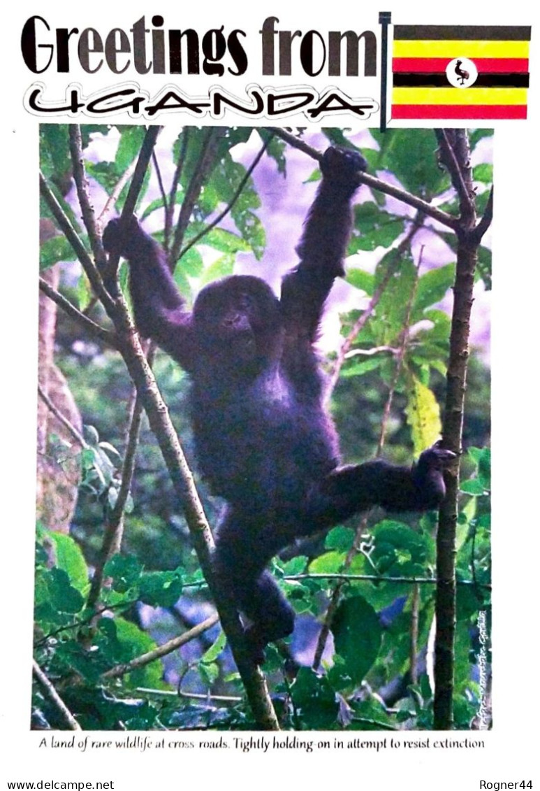 Uganda Postcard Sold By Post Office Gorilla Baby Unused - Uganda