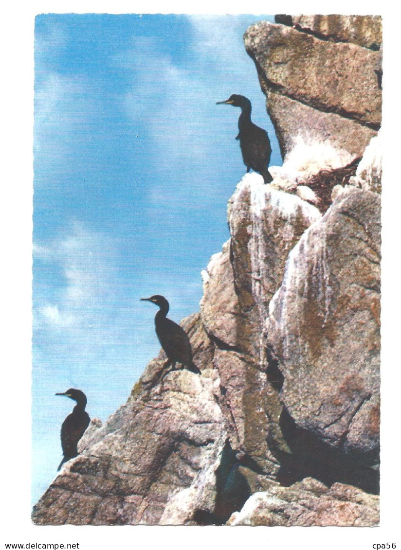 CAP SIZUN - Cormorans à La Réserve D'animaux - MX2153 JOS - VENTE DIRECTE X - Cléden-Cap-Sizun