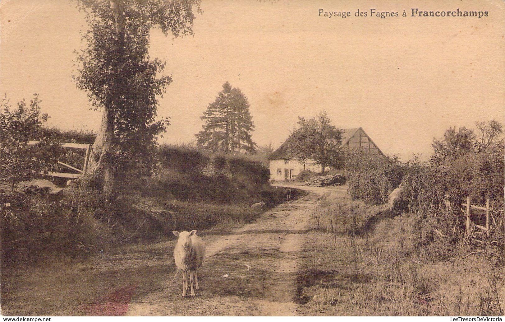 BELGIQUE - FRANCORCHAMPS - Paysage Des Fagnes - Mouton - Carte Postale Ancienne - Sonstige & Ohne Zuordnung