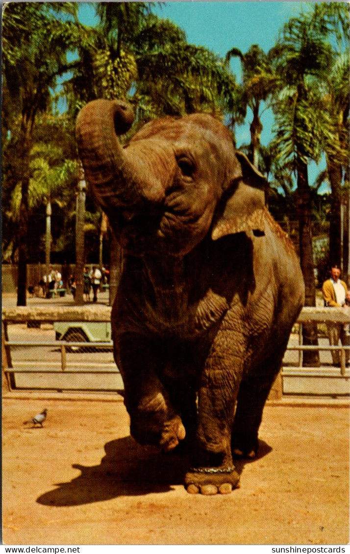 California San Diego Zoo Indian Elephant - San Diego