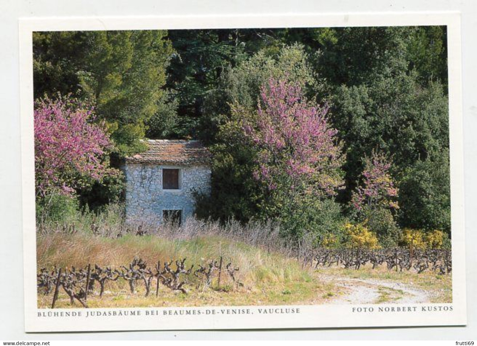 AK 131488 FRANCE - Blühende Judasbäume Bei Beaumes-de-Venise - Beaumes De Venise