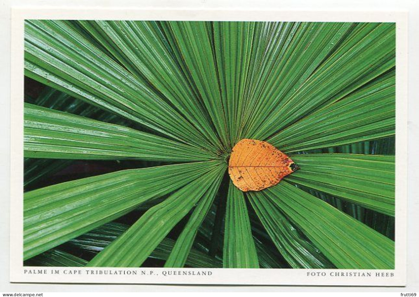 AK 131538 AUSTRALIA - Queensland - Palme Im Cape Tribulation N. P. - Altri & Non Classificati