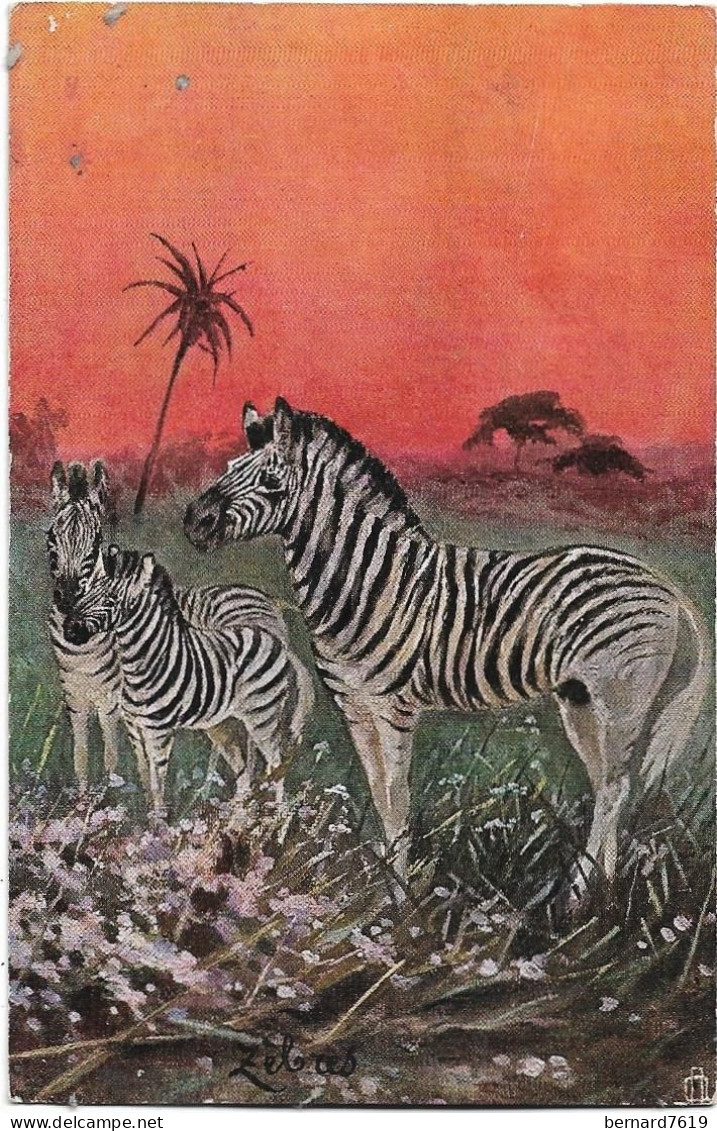 Animaux  -  Zebre - Cebras
