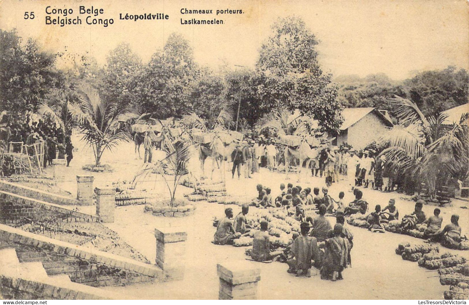 CONGO BELGE - Léopoldville - Chameaux Porteurs - Carte Postale Ancienne - Congo Belge