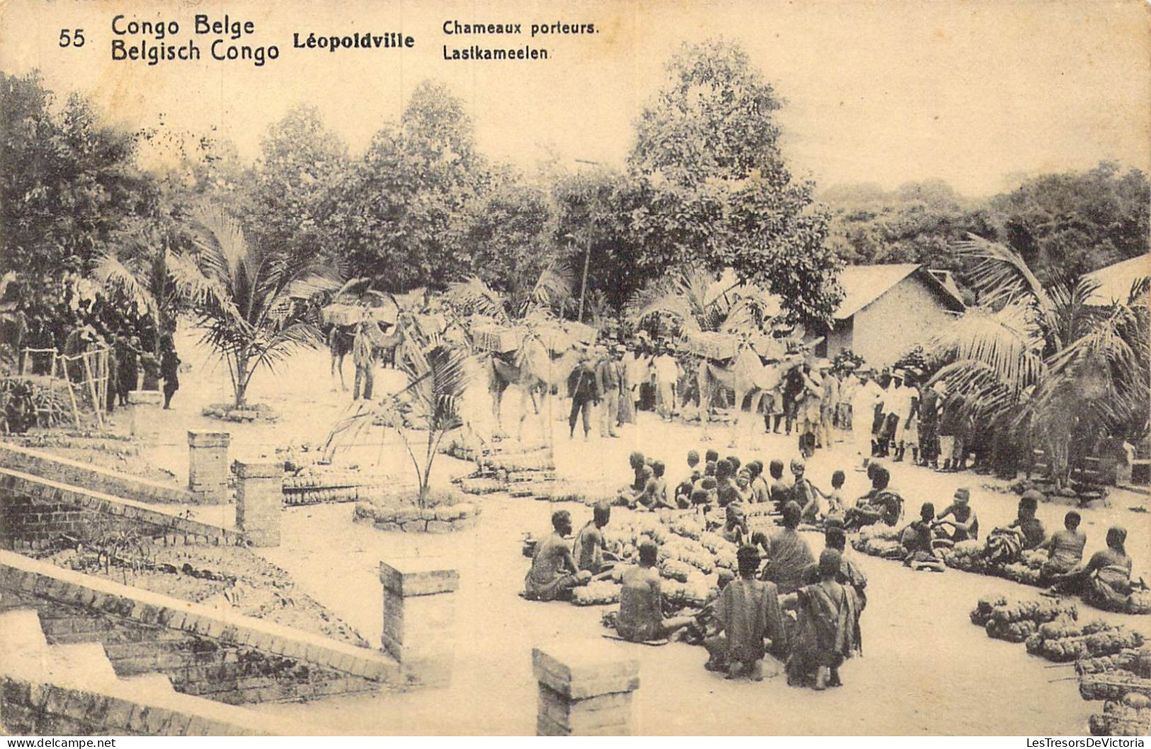 CONGO BELGE - Léopoldville - Chameaux Porteurs - Carte Postale Ancienne - Belgian Congo