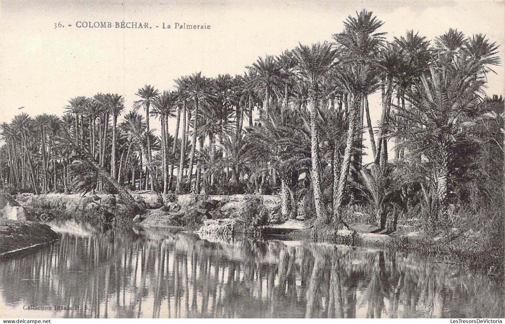 ALGERIE - Colomb-Béchar - La Palmeraie - Carte Postale Ancienne - Bechar (Colomb Béchar)