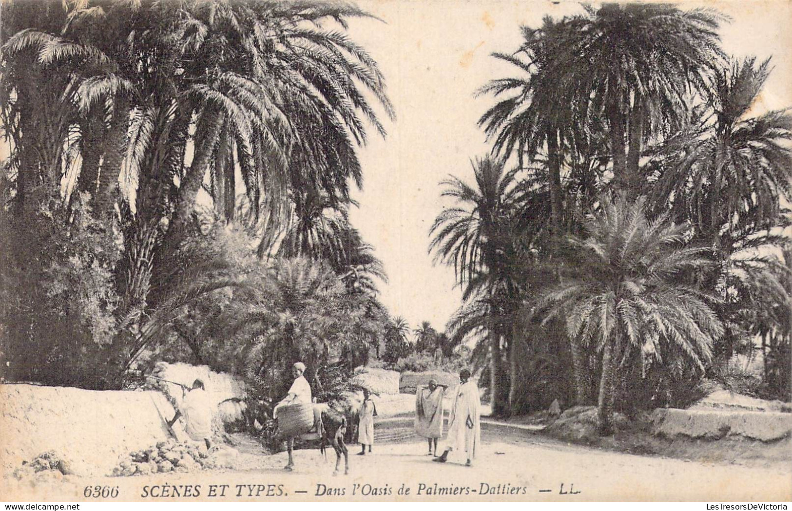 ALGERIE - Scènes Et Types - Dans L'Oasis De Palmiers-Dattiers - Carte Postale Ancienne - Scènes & Types