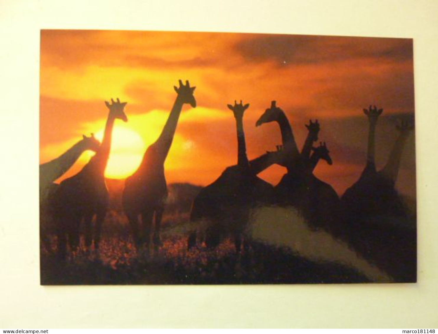 Coucher De Soleil D'Afrique - Troupeau De Girafes - Jirafas